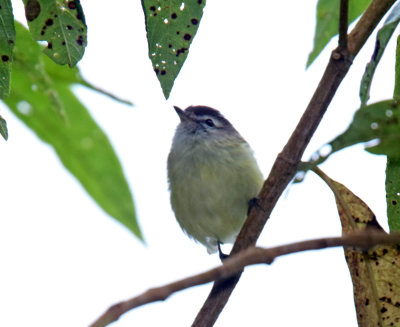 Black-capped Tyrannulet_1031.jpg