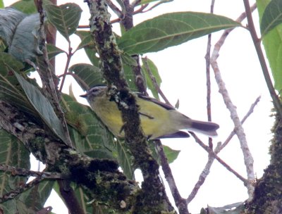 Black-capped Tyrannulet_0930.jpg