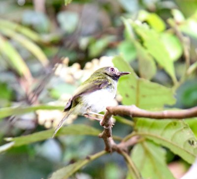 Black-throated Tody-Tyrant_2950.jpg