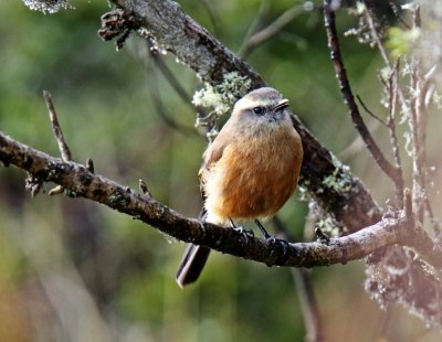 Brown-backed Chat-Tyrant_2089.jpg