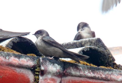 Brown-bellied Swallow_2179.jpg