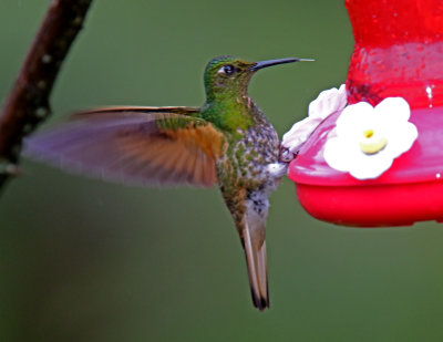 Buff-tailed Coronet_0499.jpg