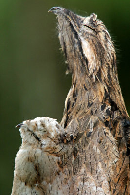 Common Potoo and baby_0252.jpg