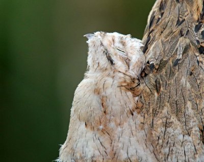 Common Potoo baby_0260.jpg