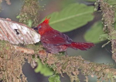 Crested Ant-Tanager_3096.jpg
