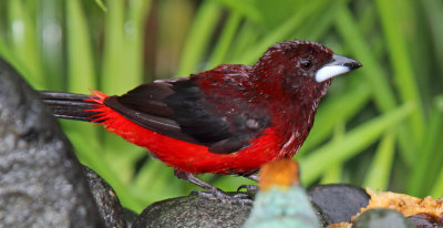 Crimson-backed Tanager - male_1434.jpg