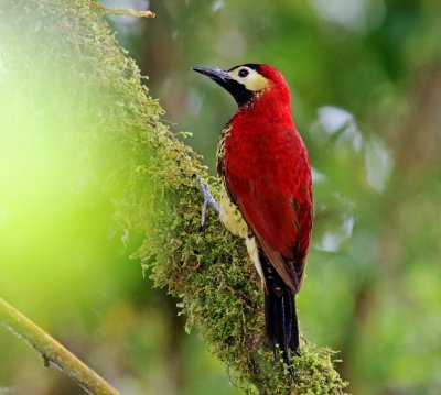 Crimson-mantled Woodpecker - female_1777.jpg