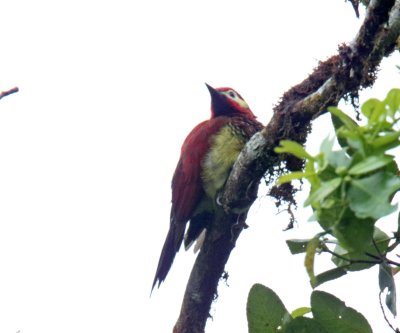Crimson-mantled Woodpecker_1055.jpg