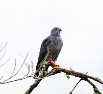 Double-toothed Kite - adult_3688.jpg