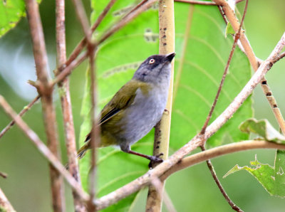 Dusky Bush-Tanager_3547.jpg