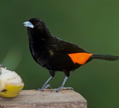 Flame-rumped Tanager - male_1264.jpg