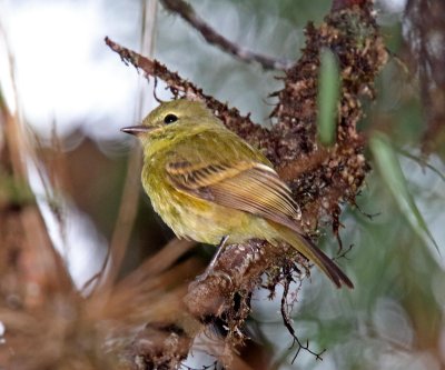 Flavescent Flycatcher_3192.jpg