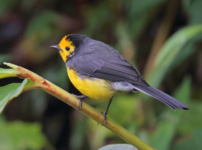 Golden-fronted Whitestart_0835.jpg