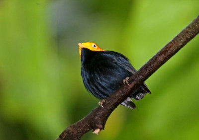 Golden-headed Manakin - male_4736.jpg