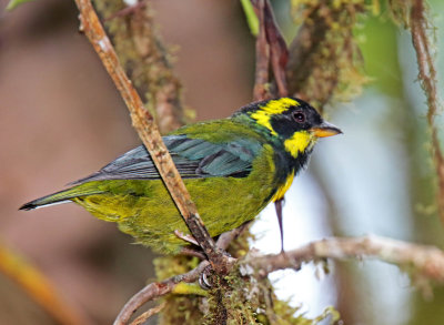 Gold-ringed Tanager - male_3455.jpg