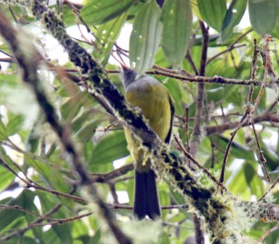 Gray-hooded Bush-Tanager_0945.jpg