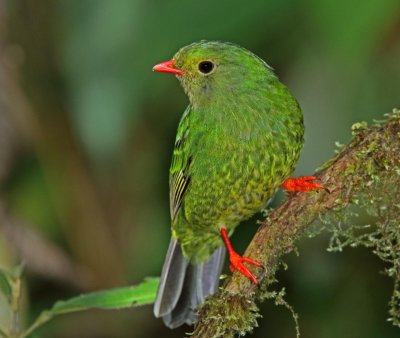 Green-and-black Fruiteater - female_1699.jpg