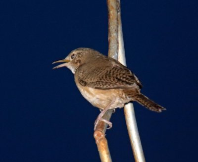 Southern House Wren_1232.jpg