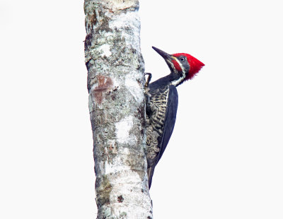 Lineated Woodpecker - male_4213.jpg