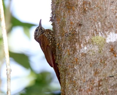 Montane Woodcreeper_1741.jpg