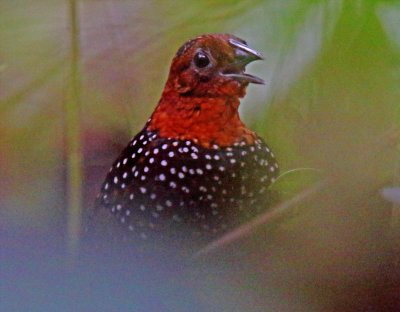 Ocellated Tapaculo_3030.jpg