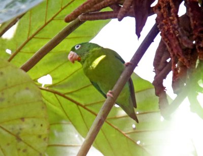 Orange-chinned Parakeet_4166.jpg