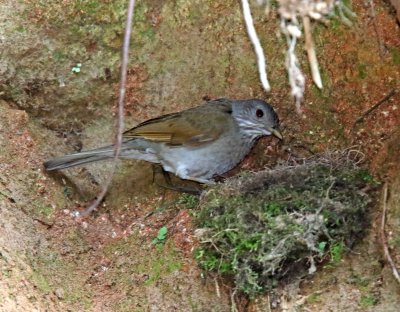 Pale-breasted Thrush_4074.jpg