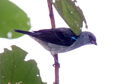 Plain-colored Tanager_4766.jpg
