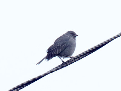 Plumbeous Sierra-Finch_2007.jpg