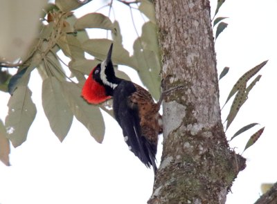 Powerful Woodpecker - male_1521.jpg