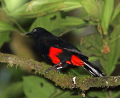 Red-bellied Grackle_0071.jpg