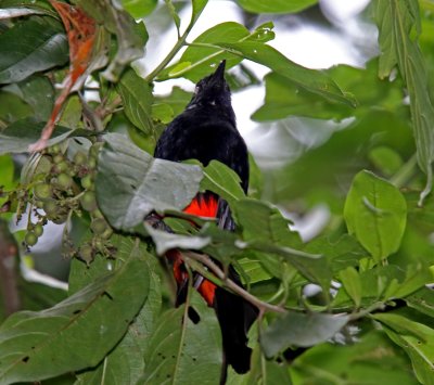 Red-bellied Grackle_0200.jpg