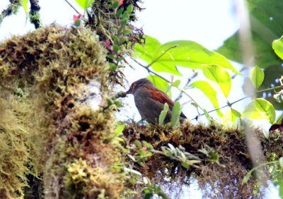 Red-faced Spinetail_3869.jpg