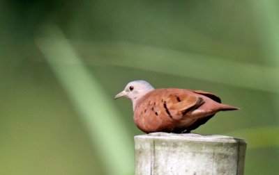 Ruddy Ground-Dove_4024.jpg