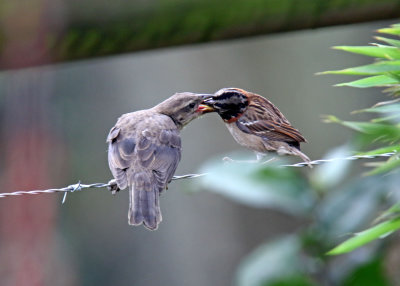 Rufous-collared Sparrow feeding Shiny Cowbird_0280.jpg