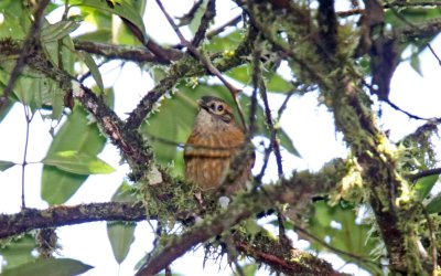Scaly-throated Foliage-gleaner_3833.jpg