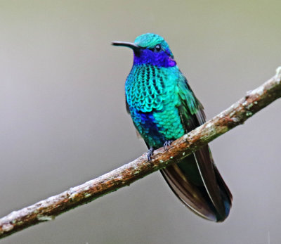 Sparkling Violetear_0531.jpg