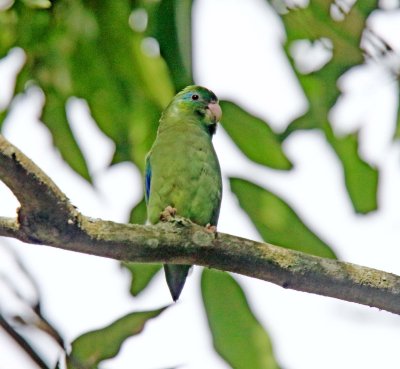 Spectacled Parrotlet_4018.jpg