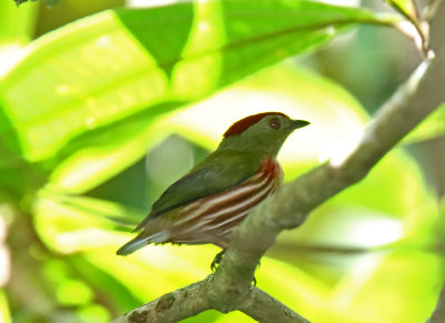 Striolated Manakin - male_4242.jpg