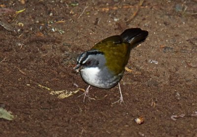 Gray-browed Brushfinch_1780.jpg
