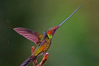 Sword-billed Hummingbird_0605.jpg