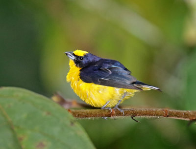 Thick-billed Euphonia - male_4697.jpg