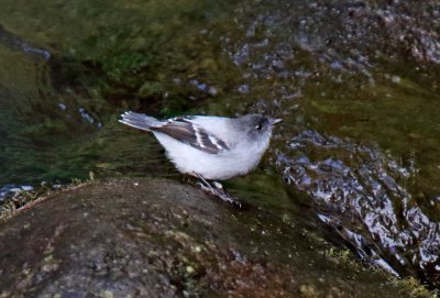 Torrent Tyrannulet_2255.jpg