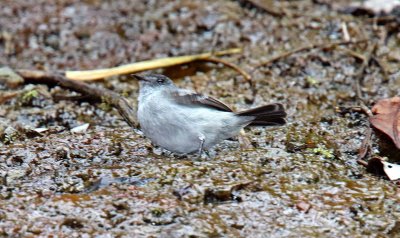 Torrent Tyrannulet_2626.jpg