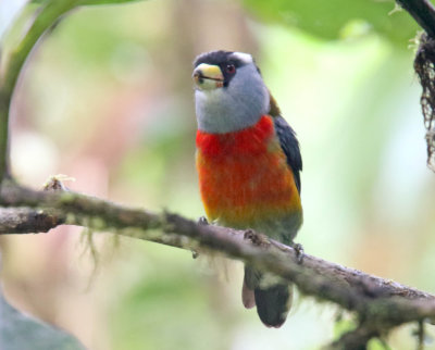 Toucan Barbet_3532.jpg