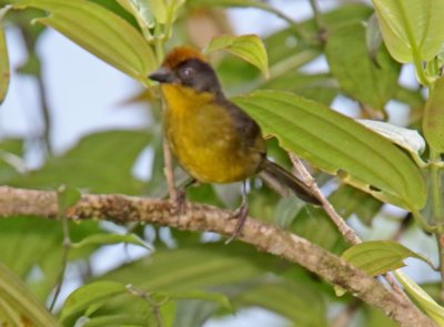 Choco Brushfinch_3470.jpg