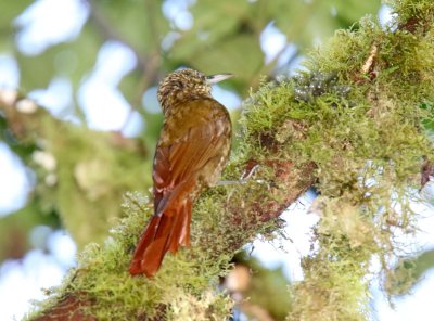 Wedge-billed Woodcreeper_3849.jpg