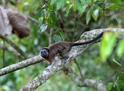 White-footed Tamarin_4093.jpg