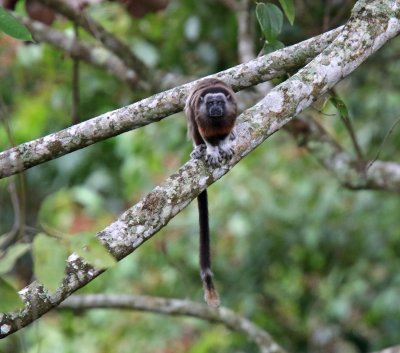 White-footed Tamarin_4096.jpg