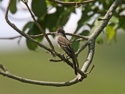 Yellow-bellied Elaenia_3945.jpg